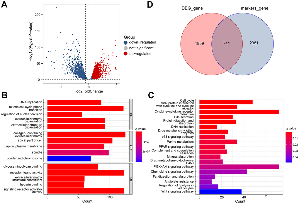 Differential gene analysis of in TCGA datasets. (A) A volcano plot showing the DEGs in the TCGA cohort that are up-regulated and down-regulated. (B, C) GO and KEGG enrichment analysis of the identified DEGs. (D) Venn diagram analysis of DEGs and marker genes.