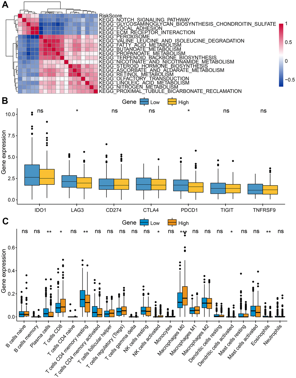 Characteristics of tumor immune microenvironment. (A) Heatmap showed the relationship between risk score and immune functions. (B) Immune checkpoint expressed differently between low-risk and high-risk groups. (C) Tumor-infiltrating immune cells expressed differently between low-risk and high-risk groups.