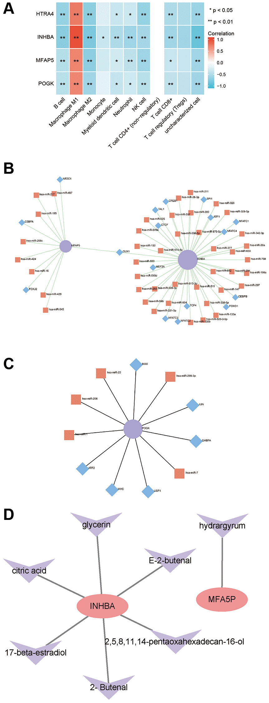 Correlation between hub proteins and immune infiltration and regulatory network. (A) Correlation analysis of hub genes with immune infiltration. (B) miRNA/TF regulatory network of MFAP5 and INHBA. (C) miRNA/TF regulatory network of POGK. (D) Traditional Chinese medicine monomer-target protein regulatory network of MFAP5 and INHBA.