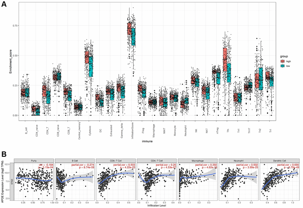 APOE is associated with immune cell infiltration in GC. (A) The comparison of TILCs in APOE low and high subgroups. (B) The association between APOE and immune cells.