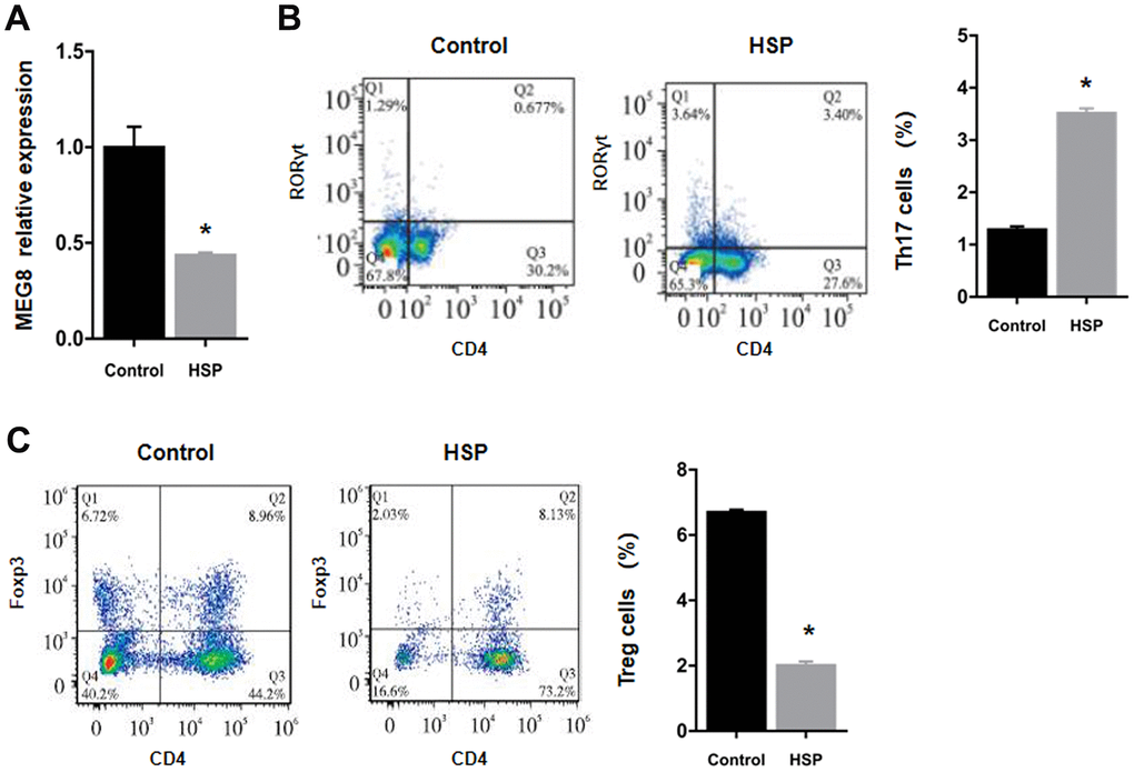 Downregulation of the expression of MEG8 and Treg cell presence within HSP rats. (A) Determination of the expression of MEG8 in peripheral blood by qRT-PCR. (B, C) The percentages of Th17 and Treg cells were determined in PBMCs derived from control rats (n = 20) and HSP rats (n = 20). *P  0.01 vs. Control group.