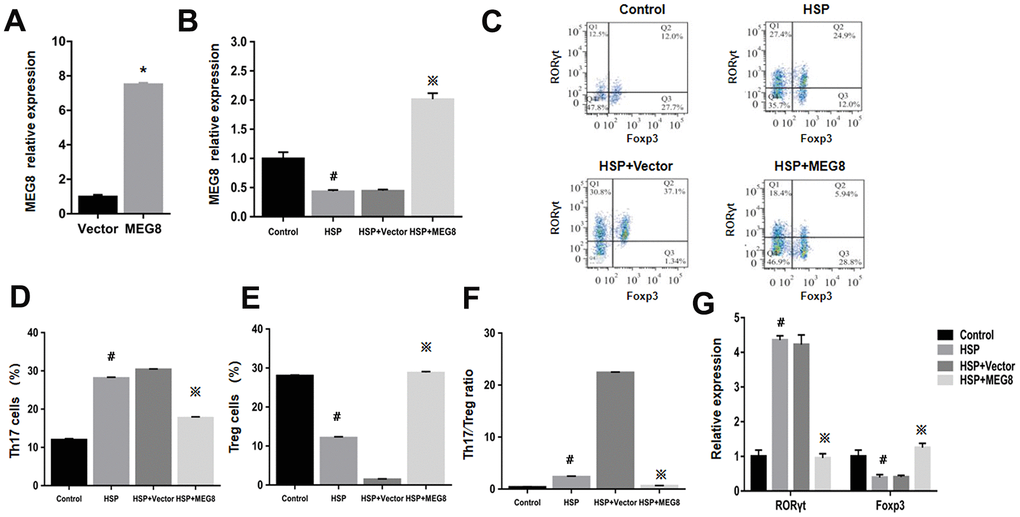 The overexpression level of MEG8 promotes the differentiation of Treg cells in CD4+ T cells of HSP rats. (A) RT-qPCR analysis of MEG8 in peripheral blood CD4+ T cellular populations derived from control groups transfected with the empty vector (Vector group) or MEG8 over-expression vector (MEG8 cohort). (B) MEG8 was analyzed through RT-qPCR. (C–F) Th17/Treg cellular population analysis. (G) The analysis of peripheral blood CD4 + T cells, HSP + carrier group or HSP + MEG8 group in the control and HSP rats through qRT-PCR. *P 0.01 vs. Vector group; #P 0.01 vs. Control group; ※P 0.01 vs. HSP+ vector group.