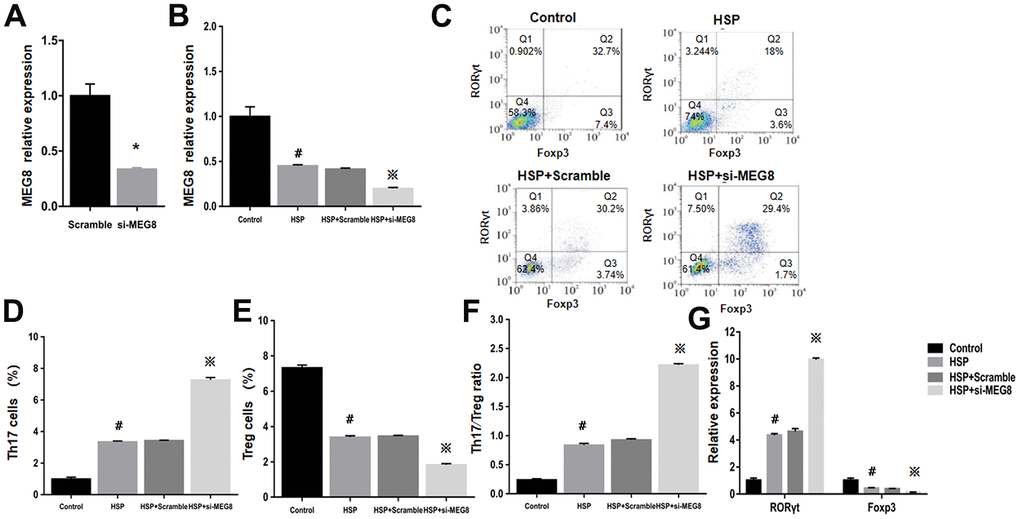 Deletion of MEG8 inhibited the differentiation of the Treg population in HSP CD4+ T cells. (A, B) MEG8 expression in the control group transfected with scramble and si-MEG8 was analyzed through qRT-PCR. (C–F) Analysis of Th17/Treg cells, and (G) RT-qPCR examination for RORγt/Foxp3 expression (control group), peripheral blood CD4+ T cells (HSP group), (HSP + scramble) or si-MEG8 (HSP + si- MEG8). *P 0.01 vs. Scramble group; #P 0.01 vs. Control group; ※P 0.01 vs. HSP + Scramble group.