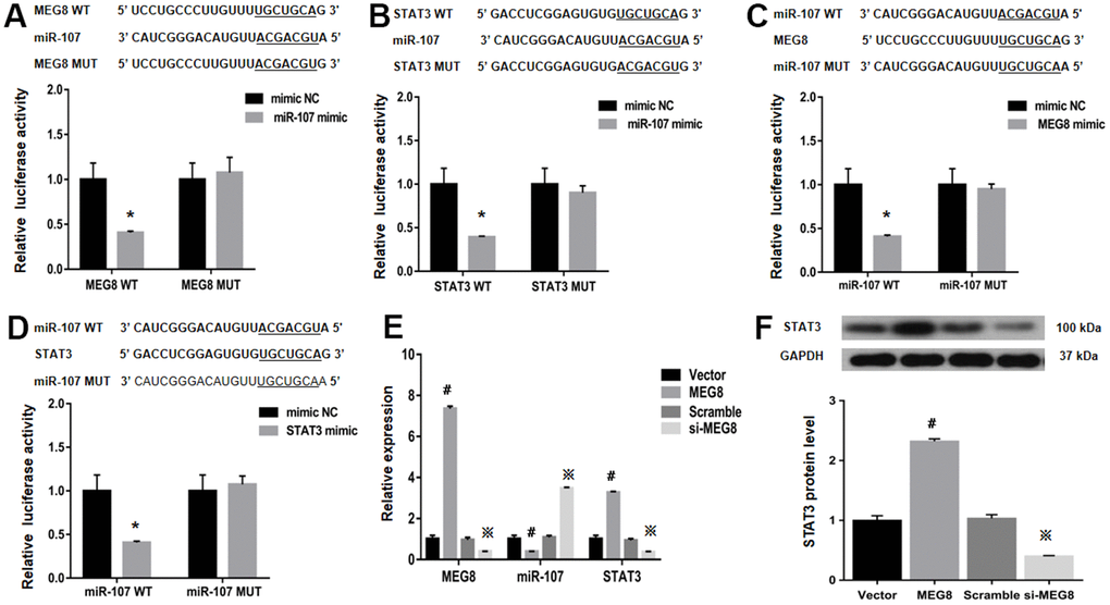 Examination of luciferase activity in NR8383 cells among MEG8, miR-107, and STAT3 expression. (A) MEG8 WT and MEG8 Mut in the bonding locations for MEG8/miR-107. (B) STAT3 WT and STAT3 Mut of bonding locations for STAT3/miR-107. (C) miR-107 WT and miR-107 Mut in bonding locations for MEG8/miR-107, (D) STAT3 and miR-107. (E) MEG8, miR-107, and STAT3 expression. (F) Analysis of the STAT3 protein levels within control CD4+ T cells transfected with the MEG8 overexpression vector, empty vector, si-MEG8 or scramble siRNA. *P 0.01 vs. mimic NC group; #P 0.01 vs. Vector group; ※P 0.01 vs. Scramble group.