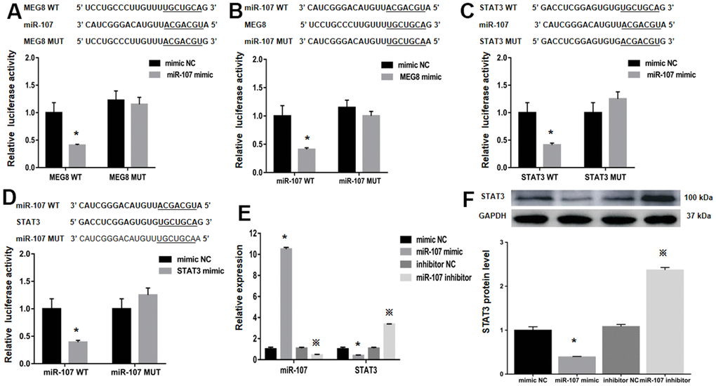 The relative luciferase function of miR-107, MEG8 and STAT3 expression in RAOEC cells. (A) The MEG8 WT and MEG8 Mut in bonding locations for MEG8/miR-107. (B) The miR-107 WT and miR-107 Mut of bonding locations for MEG8/miR-107. (C) The STAT3 WT and STAT3 Mut. (D) miR-107 WT and miR-107 Mut. (E) miR-107 and STAT3 expression, and (F) STAT3 proteomic content in control CD4+ T cells transfected with the miR-107 mimic, mimic NC, miR-107 inhibitor, and inhibitor NC. *P 0.01 vs. mimic NC group; ※P 0.01 vs. inhibitor NC group.