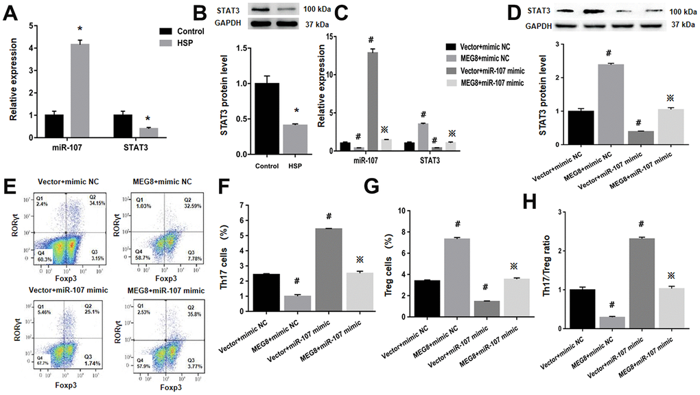 MEG8 overexpression rescued the dysregulated Th17/Treg ratio by thwarting miR-107 within HSP CD4+ T-cell populations. (A, C) miR-107 and STAT3 expression and (B, D) STAT3 protein level, (E–G) analysis of Th17 and Treg cellular populations, and (H) Th17/Treg cell ratio within HSP CD4+ T cellular populations simultaneously transfected with the mimic NC/miR-107 mimic and empty vector/MEG8 overexpression vector. *P 0.01 vs. Control group; #P 0.01 vs. Vector + mimic NC group; ※P  0.01 vs. MEG8 + mimic NC group.