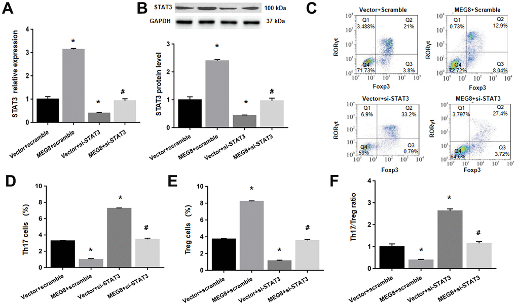 MEG8 overexpression reversed the Th17/Treg ratio imbalance by upregulating STAT3 within HSP CD4+ T cellular populations. (A) STAT3 mRNA level, (B) STAT3 protein level, (C–E) analysis of Th17 and Treg cells, and (F) the Th17/Treg cell ratio in HSP CD4+ T cells simultaneously transfected with the empty vector/MEG8 overexpression vector and scrambled siRNA/si-STAT3. *P 0.01 vs. Vector + scramble group; #P 0.01 vs. MEG8 + scramble group.