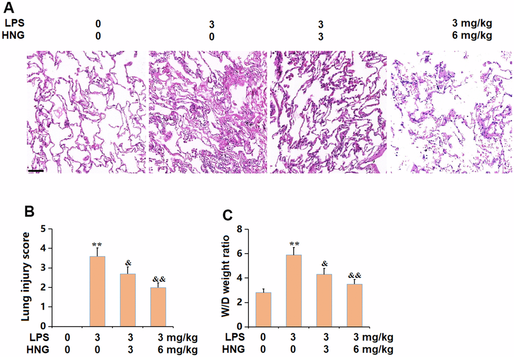 S14G humanin (HNG) alleviated the pathological changes in lung tissues of acute lung injury (ALI) mice. (A) Representative images of HE staining on lung tissues. Scale bar, 250 μm; (B) Lung injury score; (C) W/D weight ratio (n=6, **, P