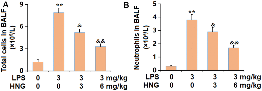 S14G humanin (HNG) repressed the infiltration of inflammatory cells in the BALF of ALI mice. (A) Total cells in BALF (×105/L). (B) Neutrophils in BALF (×105/L) (n=6, **, P