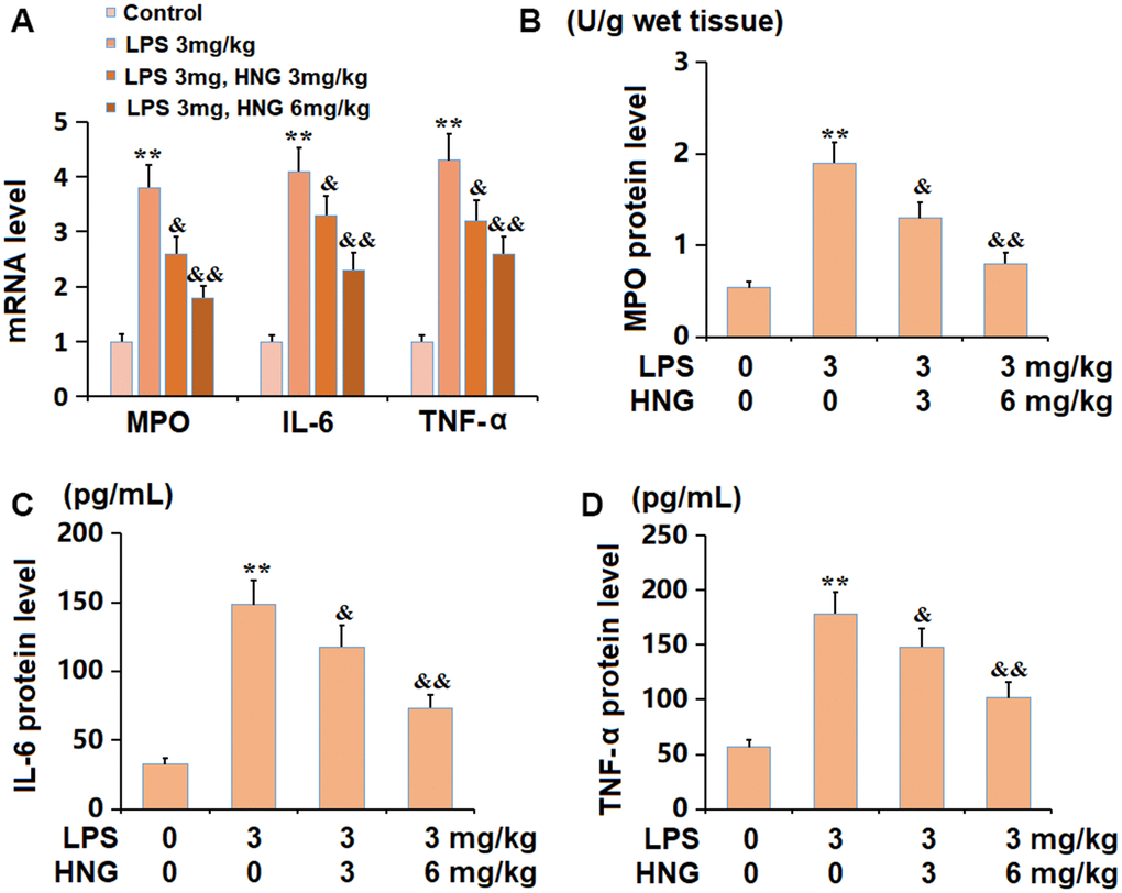 S14G humanin (HNG) ameliorated the inflammation in lung tissues of ALI mice. (A) mRNA level of MPO, mRNA level of IL-6, and mRNA level of TNF-α. (B) The protein level of MPO. (C) The protein level of IL-6. (D) The protein level of TNF-α (n=6, **, P