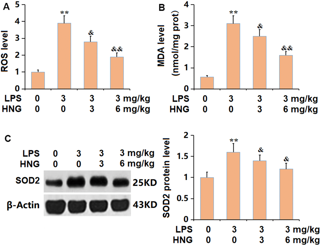 S14G humanin (HNG) repressed the oxidative stress in lung tissues of ALI mice. (A) ROS level. (B) MDA level. (C) SOD2 protein level (n=6, **, P