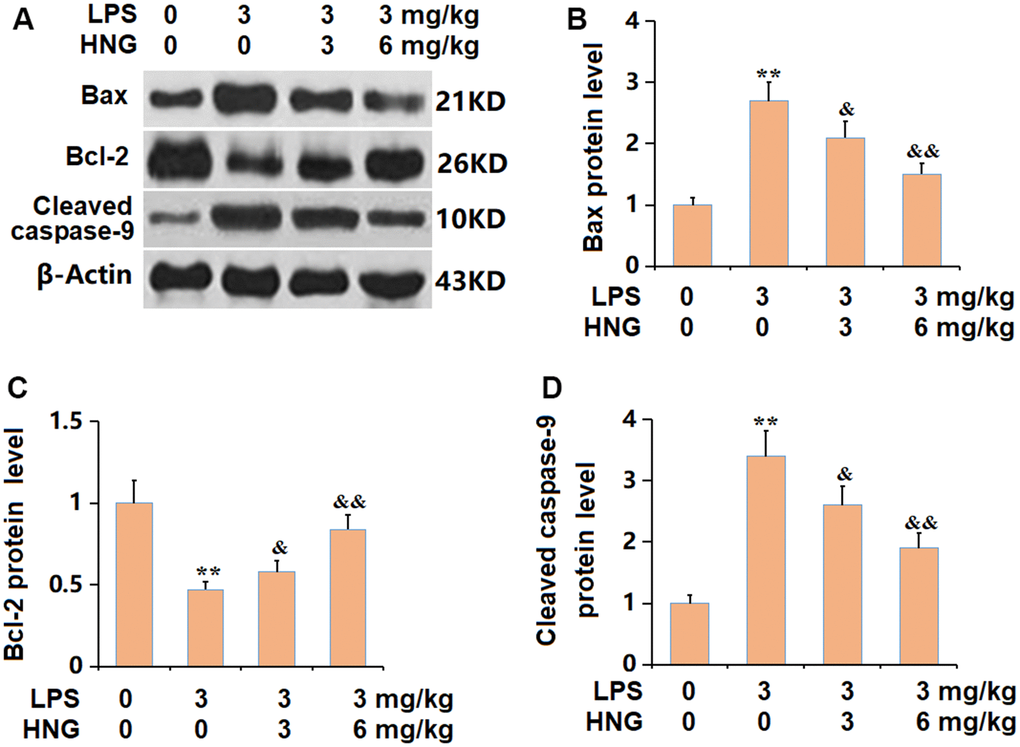 S14G humanin (HNG) alleviated the apoptosis in lung tissues of ALI mice. (A) The protein level of apoptosis related genes was determined by western blots. (B) Analysis of protein level of Bax level. (C) Analysis of protein level of Bcl-2 level. (D) Analysis of protein level of cleaved caspase-9 level (n=6, **, P