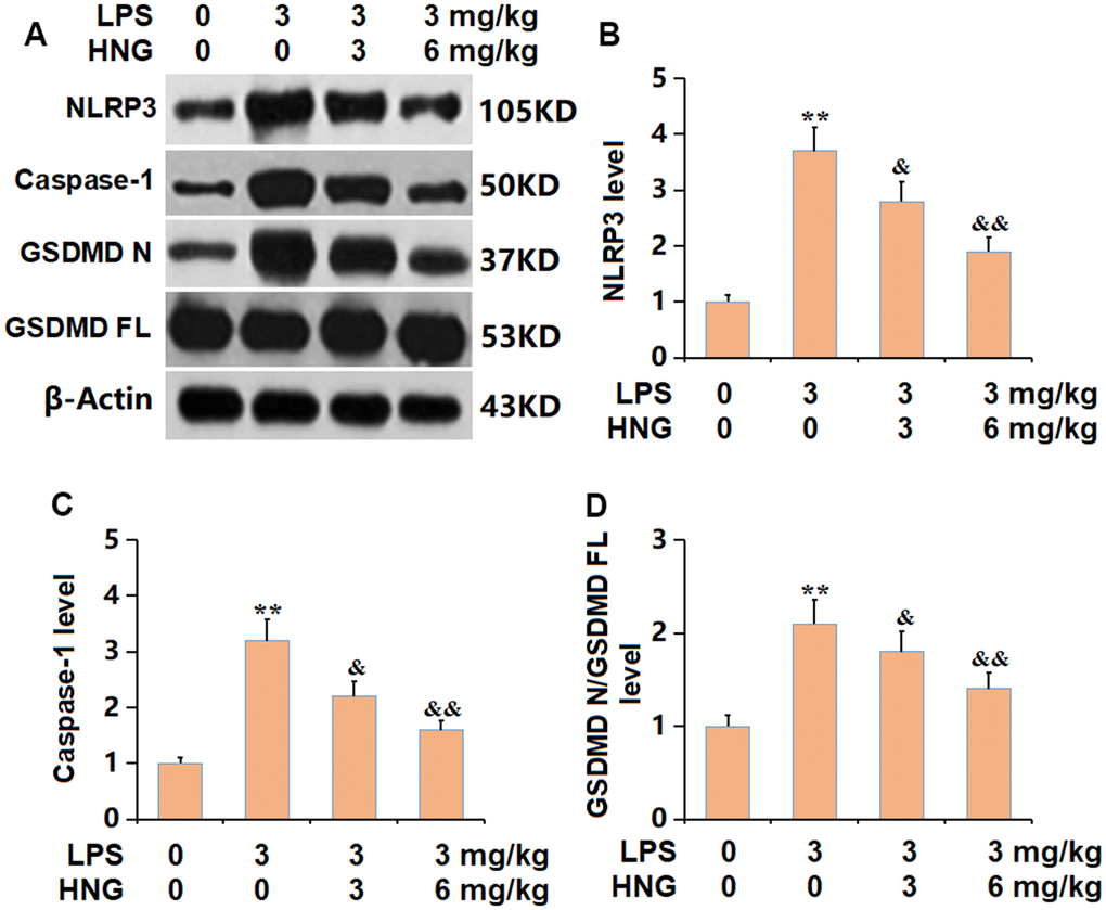 S14G humanin (HNG) suppressed the activation of NLRP3 signaling in lung tissues of ALI mice. (A) The protein level of genes related with activation of NLRP3 was determined by western blots. (B) Analysis of protein level of NLRP3 level. (C) Analysis of protein level of caspase-1 level. (D) Analysis of protein level of GSDMD N/GSDMD FL level (n=6, **, P