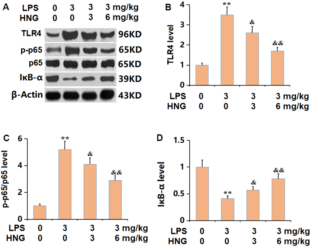 S14G humanin (HNG) inhibited the TLR4/NF-κB signaling in lung tissues of ALI mice. (A) The protein levels were detected using western blots. (B) Analysis of protein level of TLR4 level. (C) Analysis of protein level of p-p65/p65 level. (D) Analysis of protein level of IκB-α level (n=6, **, P