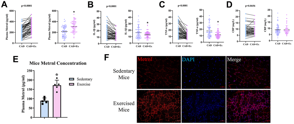 Moderate-intensity continuous training (MICT) exercise was associated with increased plasma Metrnl and reduced inflammation. (A) Plasma Metrnl levels increased among CAD patients who underwent the 12-week MICT exercise period (CAD+Ex), compared to those who did not (CAD group). Exercise was inversely associated with (B) IL-1β, (C) TNF-α, and (D) CRP levels. (E) Plasma Metrnl levels increased among mice who underwent the 12-week exercise period, compared to those who remained sedentary. (F) Immunofluorescence staining for Metrnl in skeletal muscle from sedentary and exercise mice groups. Results are shown as mean ± SD. N =5/group. * P