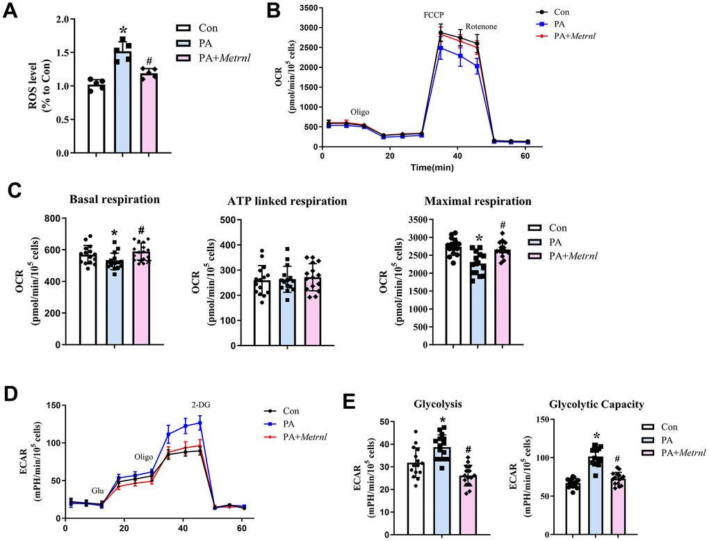 Metrnl alleviated palmitic acid (PA)-induced metabolic dysfunction among human umbilical cord vein endothelial cells (HUVECs) by increasing aerobic respiration and reducing oxidative stress. (A) Reactive oxygen species (ROS) levels among control (Con), PA-treated (PA), and co-treated PA+Metrnl (PA+Metrnl) HUVECs. (B) Representative traces of oxygen consumption rate (OCR) measurements for the 3 HUVEC groups through different ports in the flux analyzer: oligomycin, carbonyl cyanide 4-(trifluoromethoxy) phenylhydrazone (FCCP) and rotenone. (C) Quantification of basal, ATP-linked, and maximal respiration rates, derived from OCR measurements, for all 3 groups. (D) Representative traces of extracellular acidification rate (ECAR) measurements through different ports in the flux analyzer: glucose, oligomycin and 2-deoxy-glucose (2-DG). (E) Quantification analysis of glycolysis and glycolytic capacity, derived from ECAR measurements, for all 3 groups. Results are shown as mean ± SD. N =5/group. * P