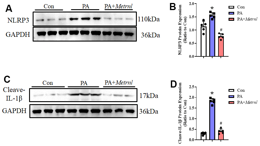 Increased Metrnl alleviated PA-induced endothelial inflammatory responses via downregulating the ROS- NLR family pyrin domain containing 3 (NLRP3) signaling pathway. (A, B) Representative Western blot images of NLRP3 levels and normalized to GAPDH among PA-treated HUVECs, with or without Metrnl co-treatment. (C, D) Representative Western blot images of IL-1β levels and normalized to GAPDH among PA-treated HUVECs, with or without Metrnl co-treatment. Results are shown as mean ± SD. N =5/group. *P 