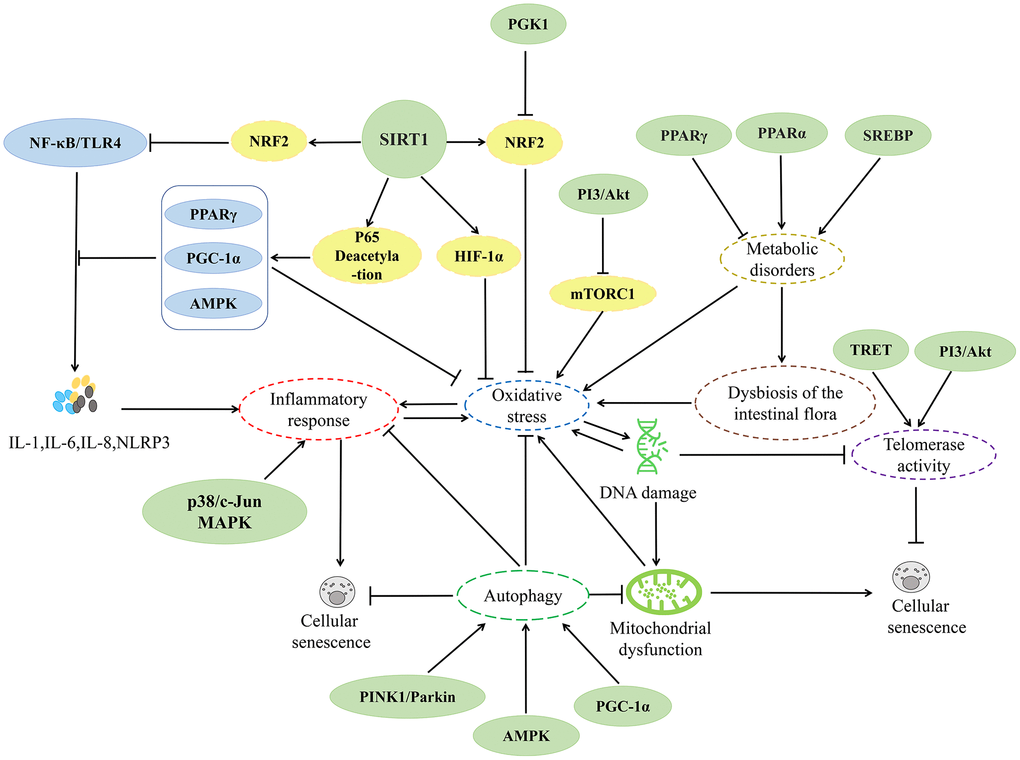 Relevant mechanisms affecting cellular senescence.