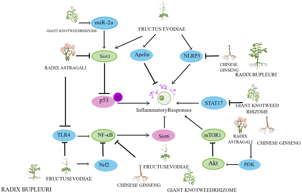Mechanisms affecting the oxidative stress response. By Figdraw (http://www.figdraw.com).