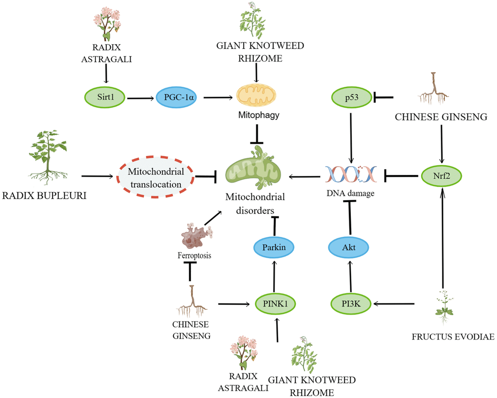Mechanisms affecting mitochondrial disorders and DNA damage. By Figdraw (http://www.figdraw.com).