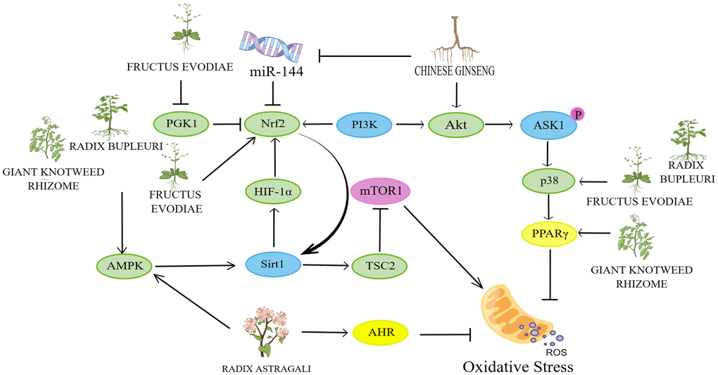 Mechanisms affecting the inflammatory response. By Figdraw (http://www.figdraw.com).