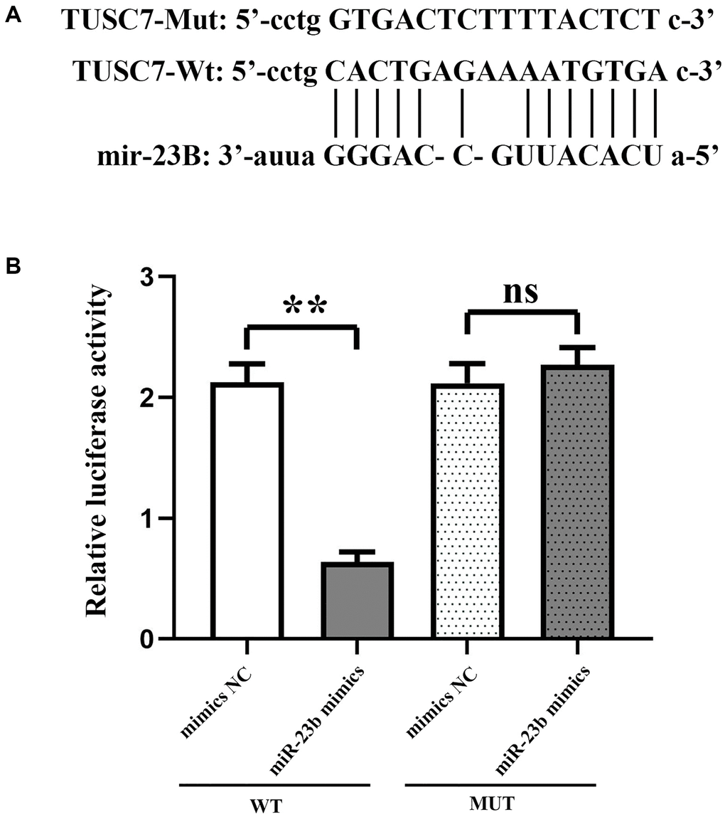 TUSC7 specifically inhibits miR-23b. (A) Putative binding sites of miR-23b within TUSC7 mRNA, and the sequences of wild-type and mutant-type vectors. (B) In peritoneal macrophages co-transfected with wild-type vectors and pagomir-23b, relative luciferase activity was inhibited rather than co-transfected with mutant vectors. Firefly luciferase activity normalized to renilla luciferase. **p 