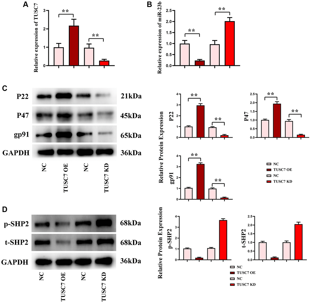Transfection efficiency detected by real-time quantitative PCR, oxidative stress and SHP2 phosphorylation levels in peritoneal macrophages. (A) Data statistics of TUSC7 expression in peritoneal macrophages in each group. (B) Data statistics of miR-23b expression in peritoneal macrophages in each group. (C) Protein bands of expressions of oxidative stress-related proteins P22, P47 and gp91 in peritoneal macrophages. (D) Data statistics of SHP2 phosphorylation level in peritoneal macrophages. **p 