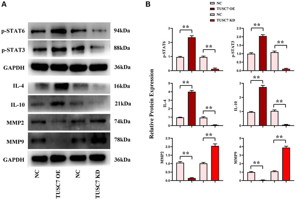Expressions of STAT3/STAT6 signaling pathway-related proteins in peritoneal macrophages. (A) Protein bands of STAT3, STAT6, IL-4, IL-10, MMP2, and MMP9. (B) Data statistics of protein expressions of STAT3, STAT6, IL-4, IL-10, MMP2, and MMP9. **p 
