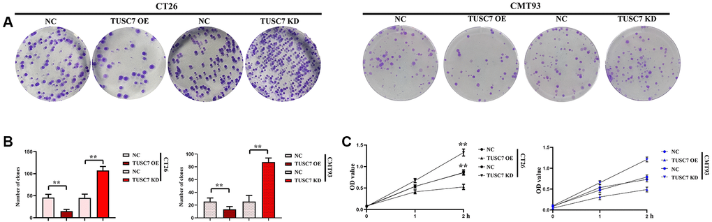 Cell proliferation was detected by monoclonal formation assay and CCK8 assay. (A) Results of monoclonal formation assay. (B) Data statistics of monoclonal formation assay. (C) Data statistics of CCK8 assay. **p 