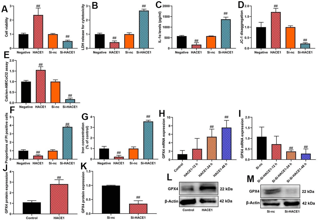 HACE1 inhibited ferroptosis and mitochondrial damage in vitro model. Cell viability (A), LDH activity (B), IL-1α level (C), JC-1 disaggregation (D), calcien-AM/CoCl2 rate level (E), PI positive cells (F), Iron concentration levels (G), GPX4 mRNA expression (H, I) and GPX4 protein expression (J, K) western blot images for GPX4 protein expression (L, M). ##p