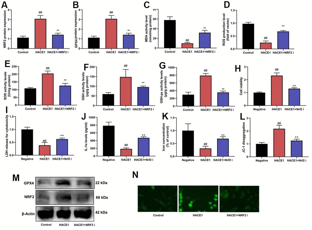 The inhibition of NRF2 reduced the effects of HACE1 in model of heart failure. NRF2 and GPX4 protein expression (A, B), MDA/ROS/SOD/GSH/GSH-PX levels (C–G), cell viability (H), LDH activity (I), IL-1α level (J), Iron concentration levels (K), JC-1 disaggregation (L). NRF2 and GPX4 protein expression in blot and immunofluorescence (M, N). ##p