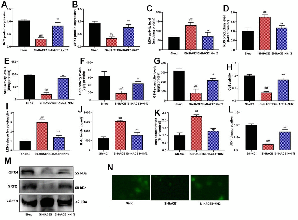 The activation of NRF2 reduced the effects of si-HACE1 in model of heart failure. NRF2 and GPX4 protein expression (A, B), MDA/ROS/SOD/GSH/GSH-PX levels (C–G), cell viability (H), LDH activity (I), IL-1α level (J), Iron concentration levels (K), JC-1 disaggregation (L). NRF2 and GPX4 protein expression in blot and immunofluorescence (M, N). ##p