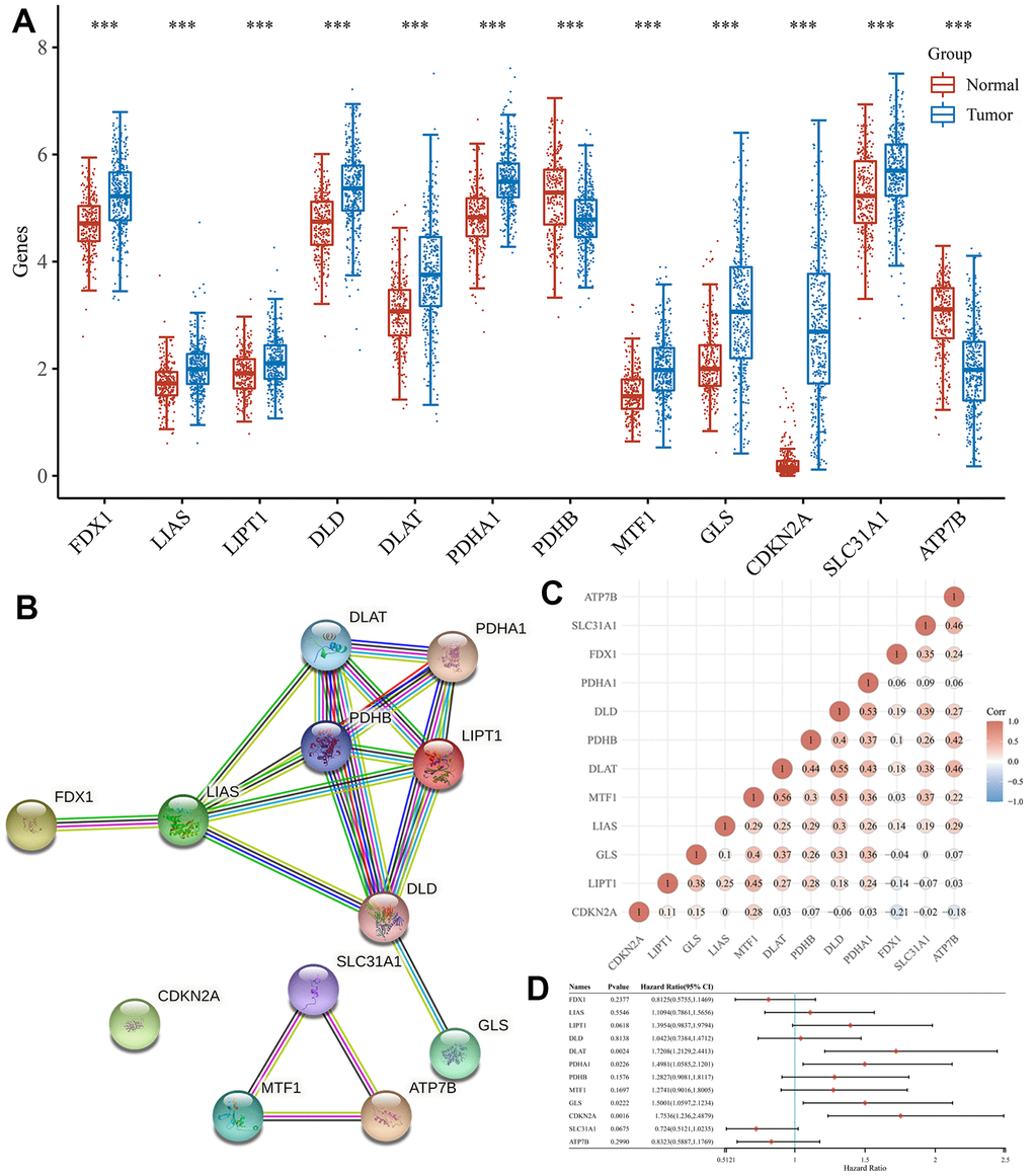 Expression and interaction of CRGs. (A) The expression of 12 CRGs in HCC and normal tissues. Tumour, red. Normal, blue. (B) PPI network of 12 CRGs. (C) The correlation among 12 CRGs. (D) The forest plot shows the prognosis of CRGs in HCC.