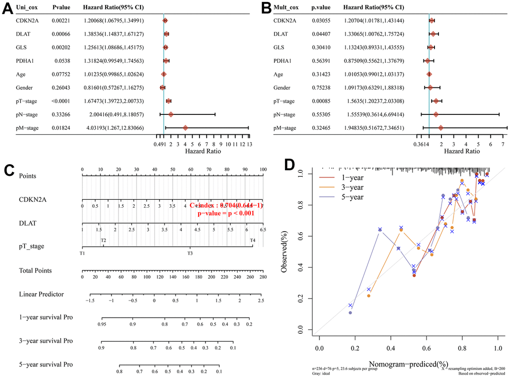 Construction of a predictive nomogram. (A, B) Univariate and multivariate Cox regression considering clinical the parameters and prognostic CRGs in HCC. (C) Development of a Nomogram to predict the 1-year, 3-year, and 5-year survival probability of HCC patients. (D) The calibration curve was to verify the efficacy of nomogram.