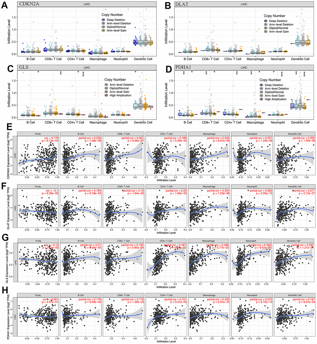 The relationship of immune cell infiltration with prognostic CRGs level in HCC. (A–D) The infiltration level of various immune cells under different copy numbers of 4 prognostic CRGs in HCC. (E–H) The correlation of the abundance of immune cells and the expression of 4 prognostic CRGs in HCC.