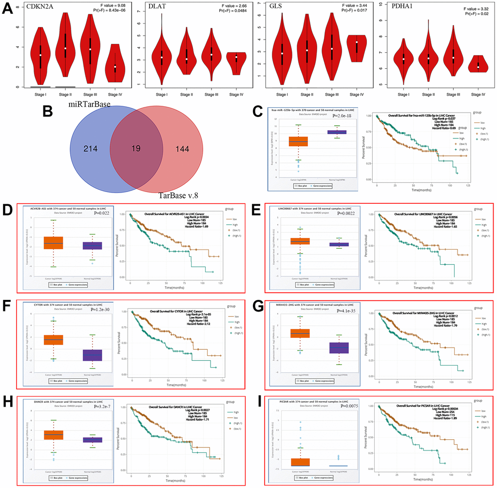 Construction of ceRNA network in HCC. (A) The relationship between 4 prognostic CRGs and clinical stage. (B) A Results of miRNA target predicted by mirTarBase and TarBase V.8. (C–I) The overall survival and expression of (C) hsa-miR-125b-5p (D) ACVR2B-AS1 (E) LINC00667 (F) CYTOR (G) MIR4435-2HG (H) DANCR (I) PICSAR in HCC.