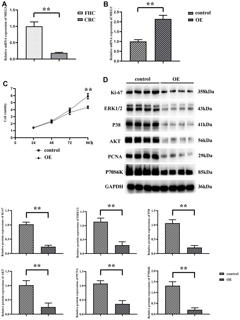 MEG3 expression is downregulated in CRC cell lines. (A) The expression of MEG3 in normal human colonic epithelial cells and colorectal cancer cells SW480 was detected using RT-qPCR; (B) The expression of MEG3 was detected by RT-qPCR in the overexpression group and the no-load group; (C) The OD values of the overexpression group and the no-load group at 450 nm were detected using CCK8; (D) Western blotting detected the relative expression of Ki-67 in the expression group and the no-load group. **P