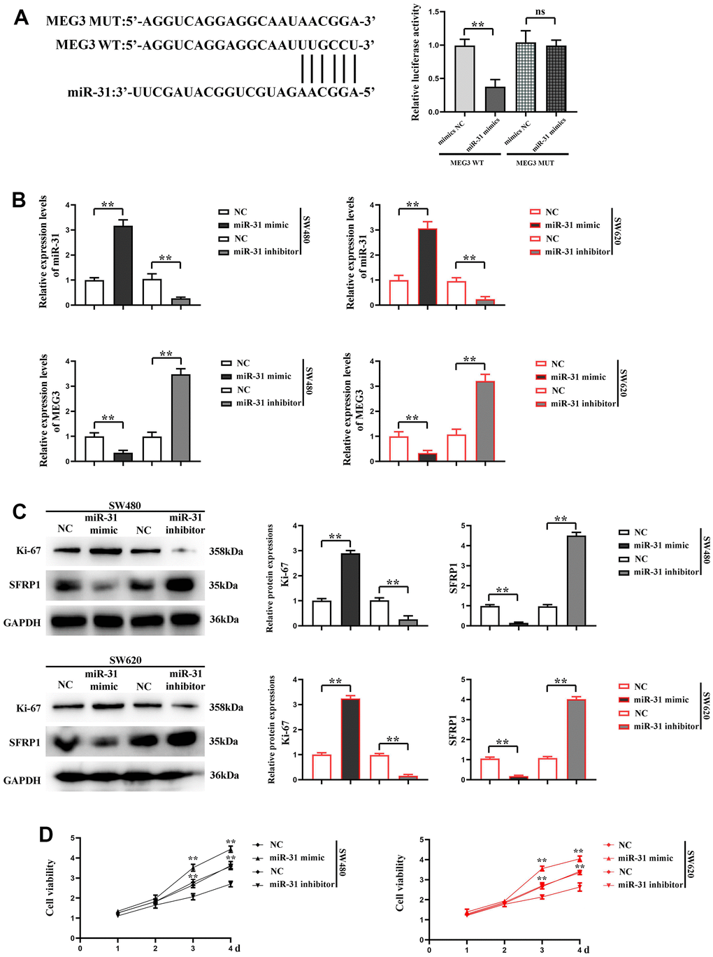 miR-31 can affect the expression of MEG3 in CRC cells and promote the proliferation of CRC cells. (A) dual luciferase assay results; (B) RT-qPCR detected the expression of miR-31 and MEG3 in each group; (C) Relative protein expression of SFRP1 and Ki-67 in each group; (D) CCK8 detected the proliferation of SW620 and SW480 cells. **P