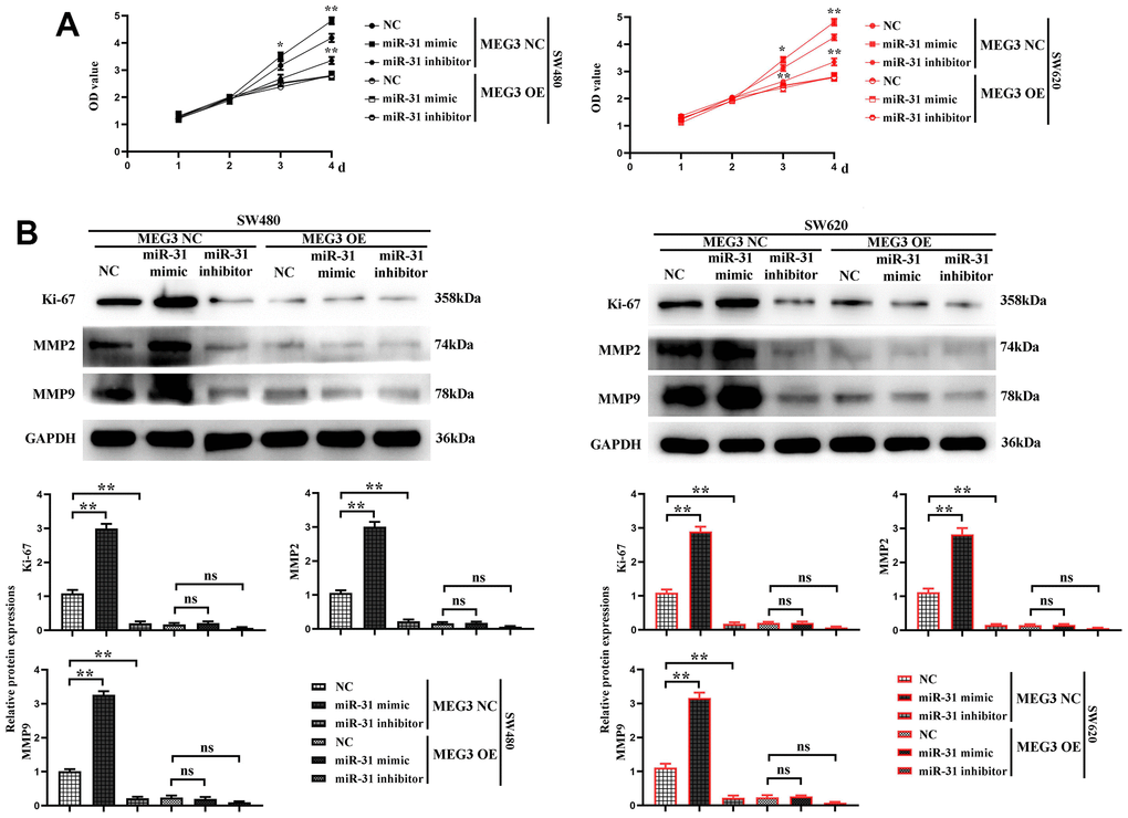 MEG3 inhibits colon cancer cell proliferation and motility by reducing the binding of miR-31 to the target gene SFRP1. (A) CCK8 test results; (B) The relative protein expression levels of Ki-67, MMP2, and MMP9 in each group were detected using western blotting. **P