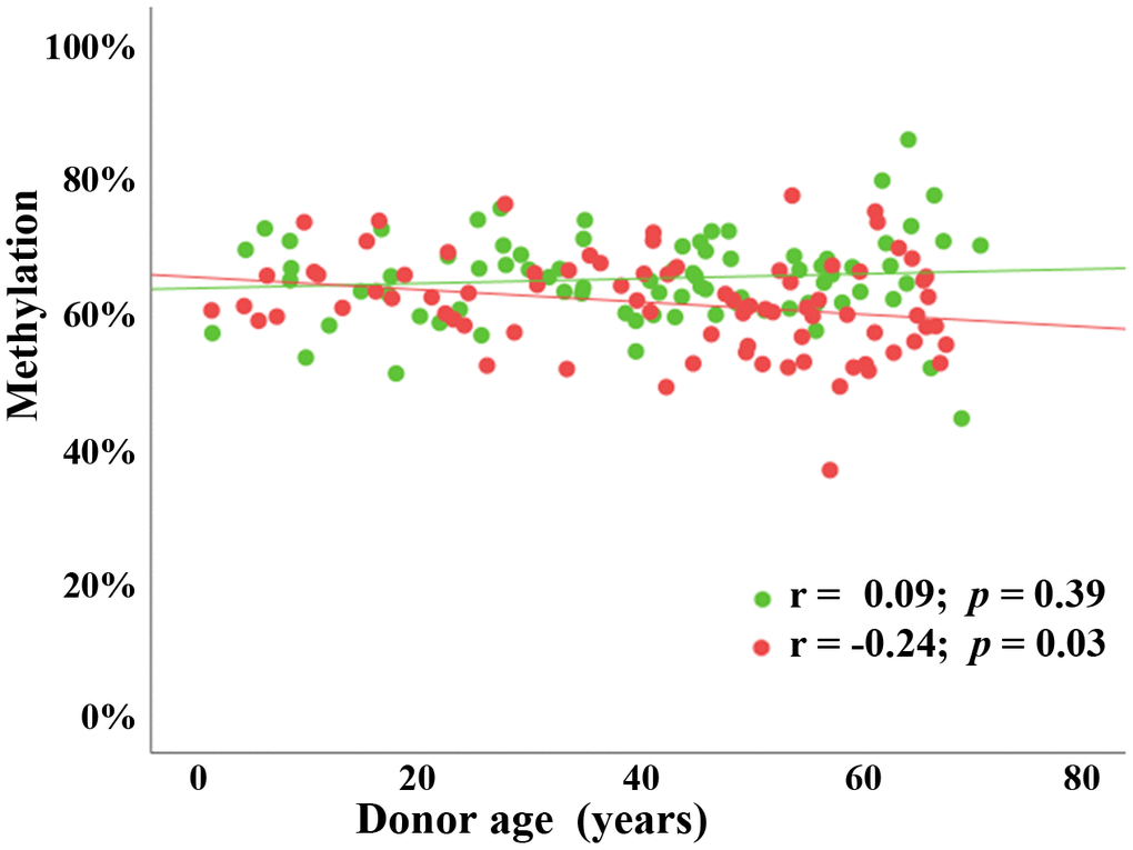 Sex-specific (chronological) age effect on BEGAIN promoter methylation in peripheral blood samples. Scatter plot showing significant negative correlation (Pearson’s r = -0.24; p = 0.03) between chronological donor age (x-axis in years) and mean methylation (y-axis in %) in 82 male blood samples (red dots) using BPS. There was no detectable age effect (Pearson’s r = 0.09; p = 0.39) in 80 female blood samples (green dots).