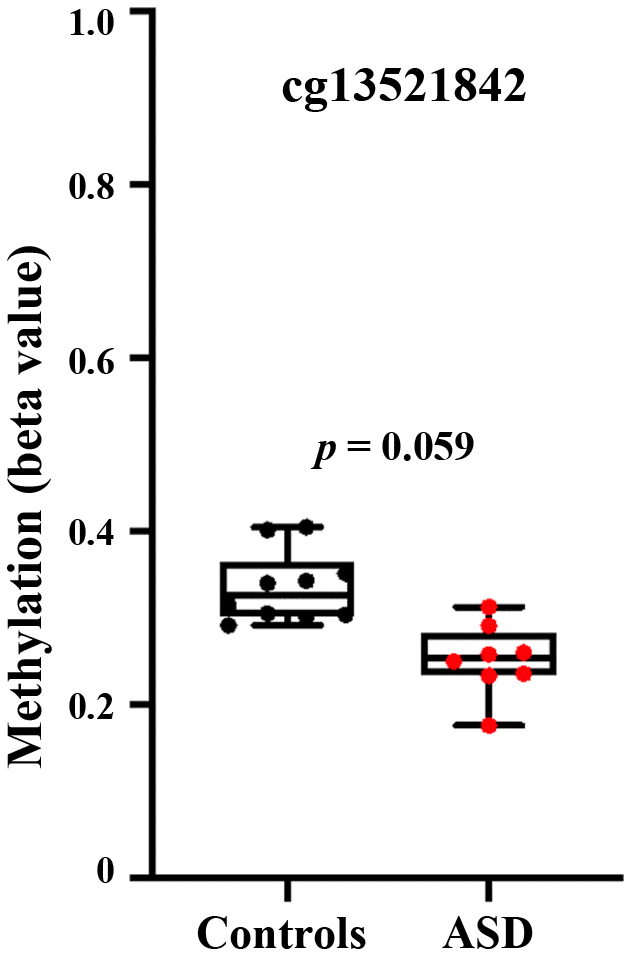 Hypomethylation of the BEGAIN promoter CpG 13521842 in autistic brain. Re-analysis of genome-wide Infinium 450K human methylation array data [20], using GEO2R tool in male brain samples. The box plots reveal hypomethylation (p = 0.059) in the anterior cingulate cortex of 8 male autistic individuals, compared to 10 controls.