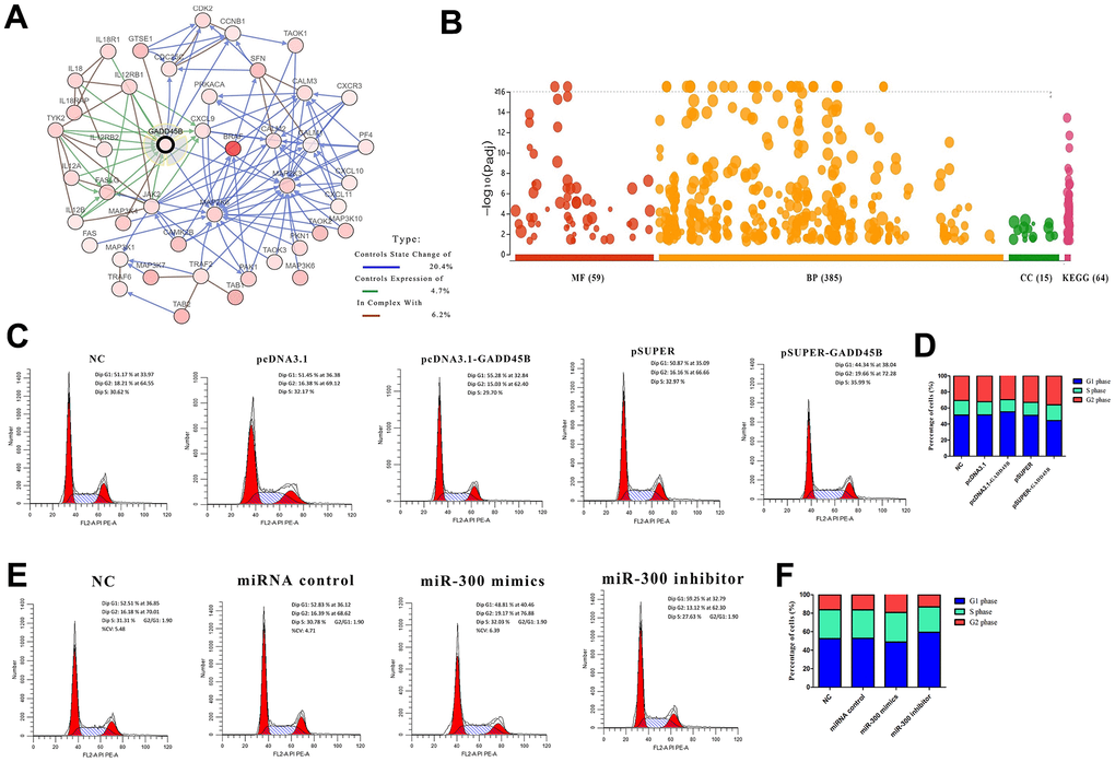 GADD45B regulated cell cycle in melanoma. (A) The associated molecular network of GADD45B in melanoma. Different colored arrows represent different types of action. The legend is listed on the right. (B) The enrichment analysis of GADD45B associated network. (C–F) Flow cytometry was used to detect the proportion of A375 in each stage of cell cycle. Different absorption peaks represent different stages of cell cycle, and the area under each absorption peak curve represents the proportion of cells in this period. The proportion of cells in each period was listed on the right side of the peak diagram after statistics, showing the proportion of cells in G1, S and G2 phases respectively. At the same time, the proportion of cells in each group at different stages was statistically analyzed by corresponding histograms. Blue represents G1 phase, green represents S phase, and red represents G2 phase. * p-value 