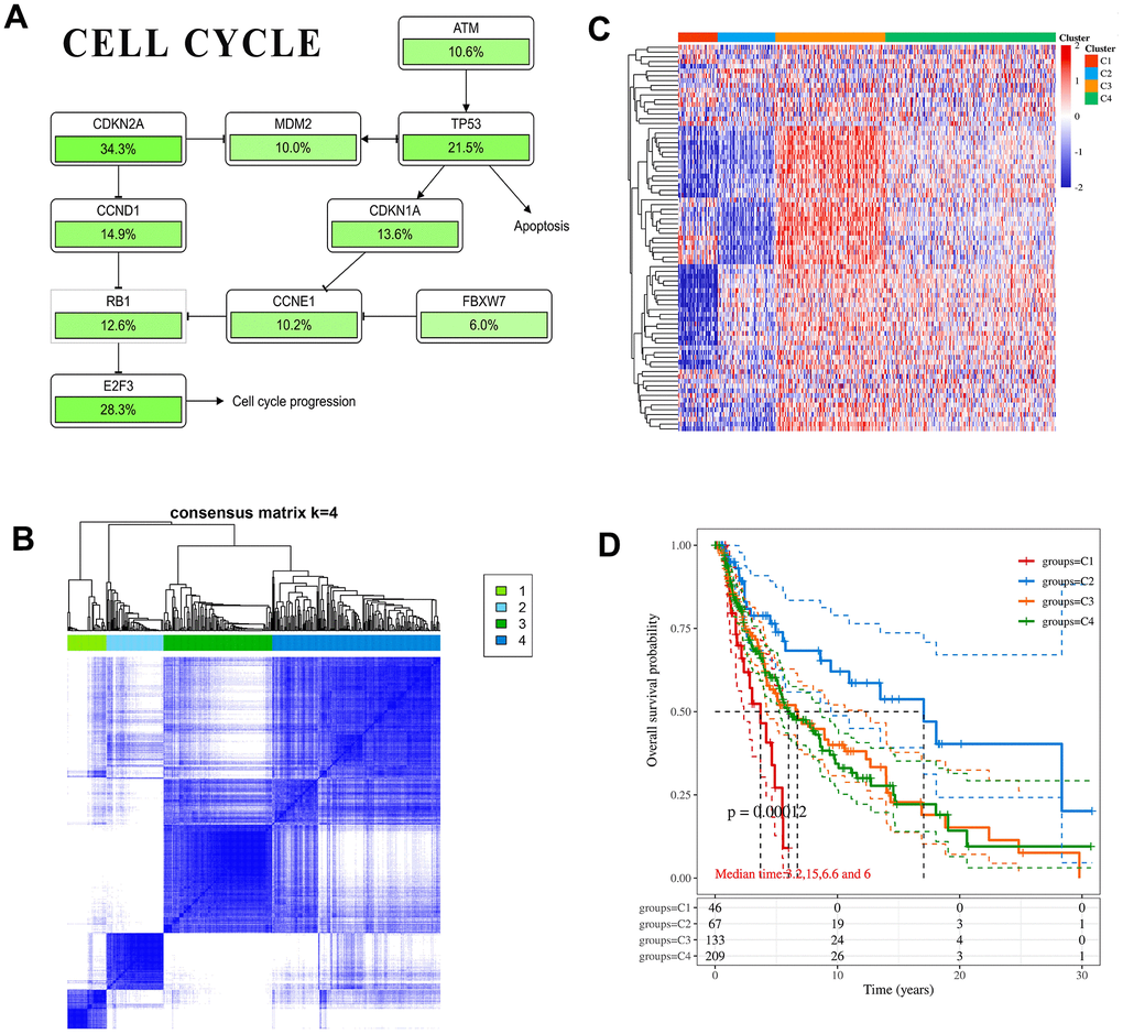 CDKN1A and CDKN2A participate in cancer correlation pathways. (A) The schematic diagram of pathways includes key gene mutual regulation. The mutation ratio of each gene in the melanoma sample was marked below. (B) Heatmap depicting consensus clustering solution. (C) The heatmap of cell cycle-related gene expression in different subgroups, red represents high expression and blue represents low expression. (D) Kaplan-Meier survival analysis of the different subtypes.