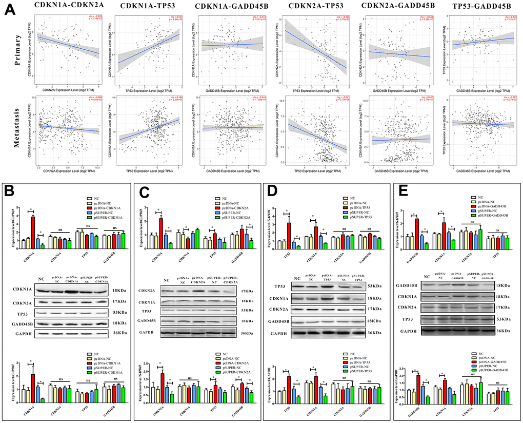 Regulatory relationships among CDKN1A, CDKN2A, TP53 and GADD45B. (A) The correlation between CDKN1A, CDKN2A, TP53, and GADD45B in primary and metastatic patients, respectively. (B–E) The expression or interference vector was used to alter the expression of CDKN1A, CDKN2A, TP53 and GADD45B in A375 respectively, and the expression of other genes was detected from the mRNA and protein levels. * p-value 