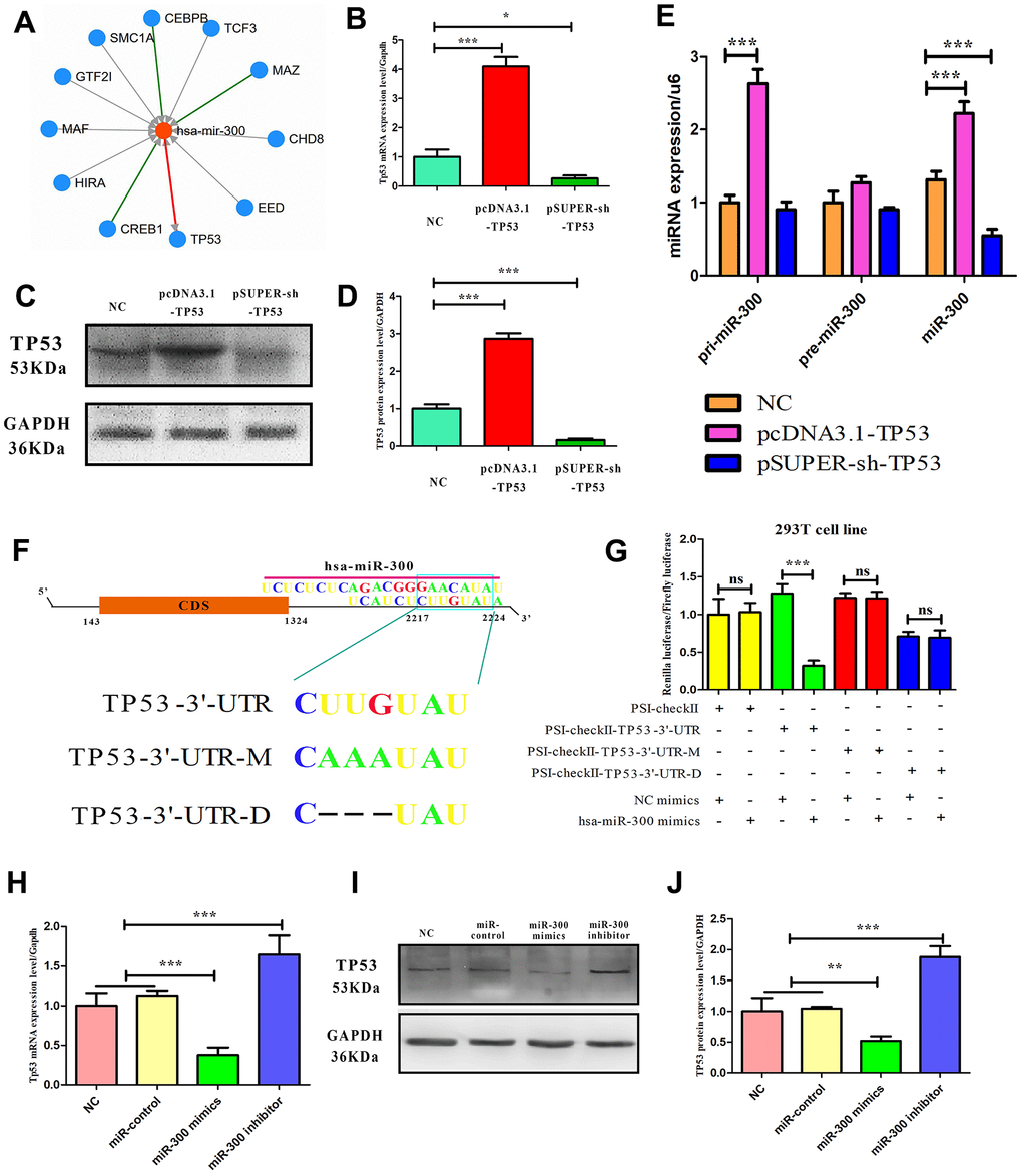 The mutual regulatory relationship between hsa-miR-300 and TP53. (A) A transcription factor-gene-miRNA network centered on hsa-miR-300. Arrows indicate regulatory relationships. (B–D) The ability of expression and interference vectors to regulate TP53 expression in A375 cells from mRNA and protein levels, respectively. (E) In A375 cells, TP53 vector affected the expression of hsa-miR-300. (F) Schematic diagram of miR-300 regulating site in TP53 UTR. “UTR-M” represents the mutation site and “UTR-D” represents the deletion site. (G) In 293T cell line, dual-luciferase reporting assay confirmed that hsa-miR-300 regulates TP53. (H–J) In A375 cells, hsa-miR-300 regulates the expression level of TP53. * p-value 