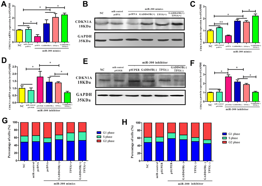 CDKN1A was regulated by hsa-miR-300 via both GADD45B and TP53. (A–F) In A375 cells, the CDKN1A expression after transfecting with miR-300 mimics and inhibitors, simultaneously transfecting with TP53 and GADD45B expression or knockdown vector. There was a blank control group and a negative control group. (-) represents gene interference and (+) represents gene expression. (G, H) In A375 cells, the cell cycle progress alteration after transfecting with miR-300 mimics and inhibitors, simultaneously transfecting with TP53 and GADD45B expression or knockdown vector. The proportion of cells in each group at different stages was calculated by the corresponding histogram. Blue represents the G1 phase, green represents the S phase, and red represents the G2 phase. * p-value 