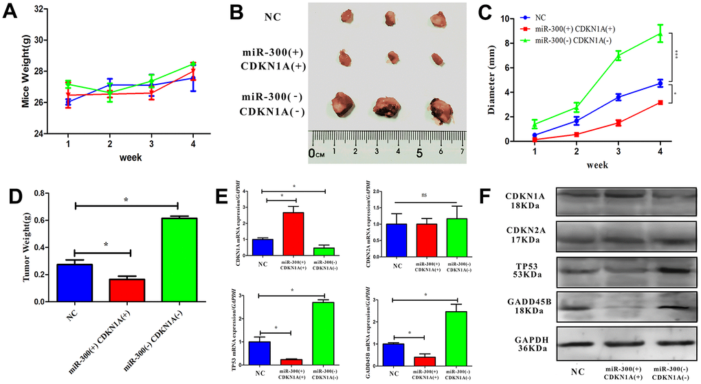 In vivo, hsa-miR-300 regulates tumor growth through CDKN1A. (A) After the treated cells were inoculated, the weight of the mice was measured weekly. (B) Four weeks later, the mice were sacrificed to separate the tumor tissue, the diameter was measured and photos were taken. (C, D) After inoculation, tumor diameter and weight were measured weekly during tumor growth using vernier calipers and scale. (E, F) The expression of CDKN1A, CDKN2A, TP53 and GADD45B in tissue homogenate was detected. A total of 9 nude mice were included in the experiment and divided into control groups, miR-300 (-)/CDKN1A (-) and miR-300 (+)/CDKN1A (+) groups, where (-) represents gene interference and (+) represents gene expression. Each mouse was inoculated with 5 x 106-1 x 107 cells for axillary injection. * p-value 