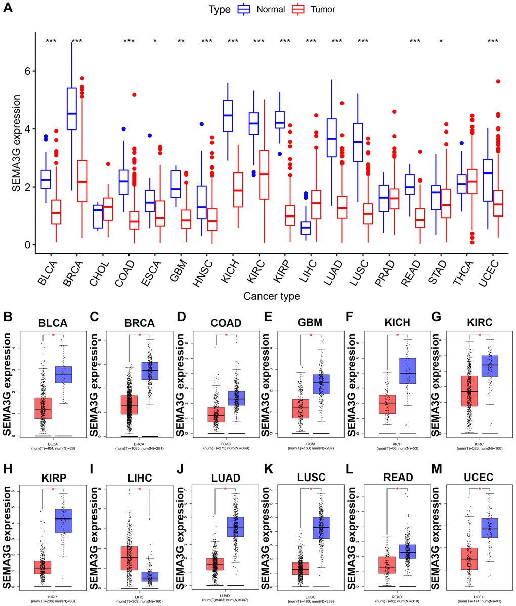 The expression analysis for SEMA3G in multiple human malignancies. (A) The expression of SEMA3G in 18 types of human cancer based on TCGA cancer and normal expression data. The expression levels of SEMA3G in TCGA BLCA (B), BRCA (C), COAD (D), GBM (E), KICH (F), KIRC (G), KIRP (H), LIHC (I), LUAD (J), LUSC (K), READ (L) and UCEC (M) tissues compared with corresponding TCGA and GTEx normal tissues. *P **P ***P 