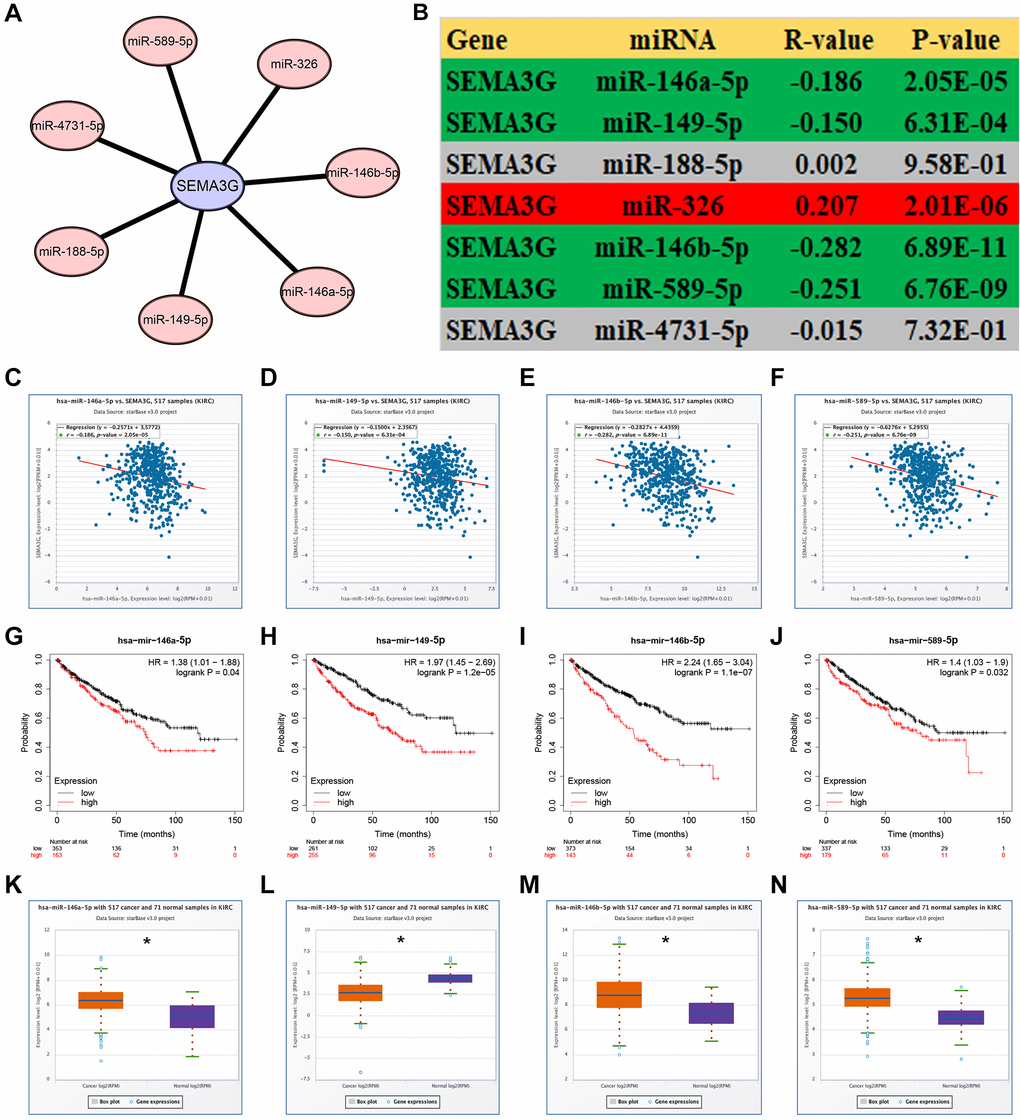 Prediction and analysis of upstream miRNAs of SEMA3G in KIRC. (A) The miRNA-SEMA3G regulatory network established by Cytoscape software. (B) The expression correlation between predicted miRNAs and SEMA3G in KIRC calculated by starBase database. The expression correlation of SEMA3G with miR-146a-5p (C), miR-149-5p (D), miR-146b-5p (E), or miR-589-5p (F) in KIRC. The prognostic values of miR-146a-5p (G), miR-149-5p (H), miR-146b-5p (I), or miR-589-5p (J) in KIRC. The expression levels of miR-146a-5p (K), miR-149-5p (L), miR-146b-5p (M), or miR-589-5p (N) in KIRC. *P 