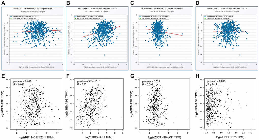 The expression relationship of SEMA3G with candidate lncRNAs in KIRC. The expression correlation of SEMA3G with ZNF710-AS1 (A), TBX2-AS1 (B), ZSCAN16-AS1 (C) or LINC01535 (D) in KIRC determined by starBase database. The expression correlation of SEMA3G with ZNF710-AS1 (E), TBX2-AS1 (F), ZSCAN16-AS1 (G) or LINC01535 (H) in KIRC determined by GEPIA database.